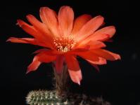 Thumbnail of 1935_Chamaecereus Hybride rot_20150528_01(1).JPG